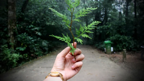 Top 20 de decizii cu discernământ pentru protecția mediului și ecologie: Salvarea planetei prin viziune